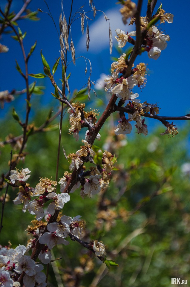 Цветение абрикосового дерева.