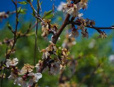 Цветение абрикосового дерева.