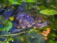 В пруду Ботанического сада обитают красноухие черепахи.