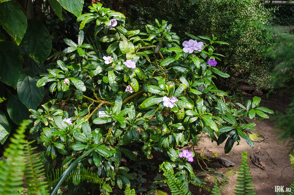 Брунфельзия крупноцветковая. В народе ее прозвали «Вчера-сегодня-завтра», так как цветы меняют свой цвет: в начале цветения они сиреневые, к концу — белые.