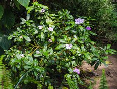 Брунфельзия крупноцветковая. В народе ее прозвали «Вчера-сегодня-завтра», так как цветы меняют свой цвет: в начале цветения они сиреневые, к концу — белые.