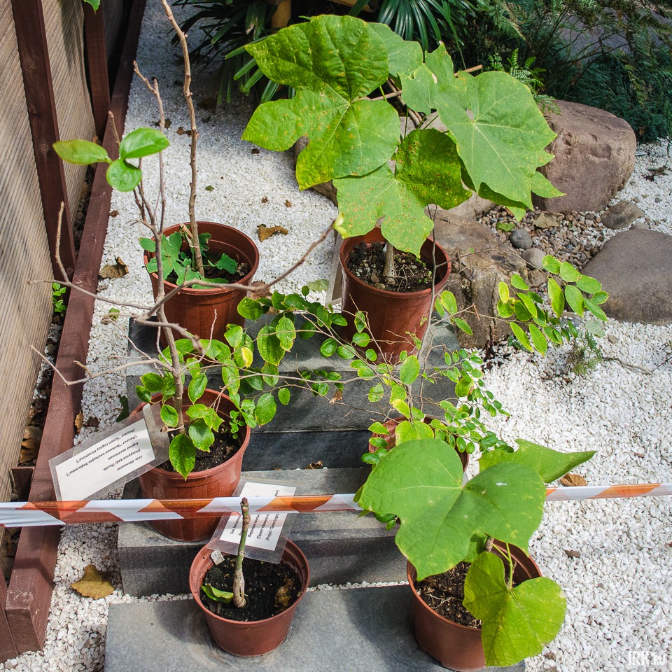 Зеленое наследие Хиросимы. Эти шесть растений выжили при ядерном взрыве. В Японии есть традиция дарить их в назидание будущим поколениям.