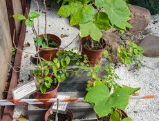 Зеленое наследие Хиросимы. Эти шесть растений выжили при ядерном взрыве. В Японии есть традиция дарить их в назидание будущим поколениям.