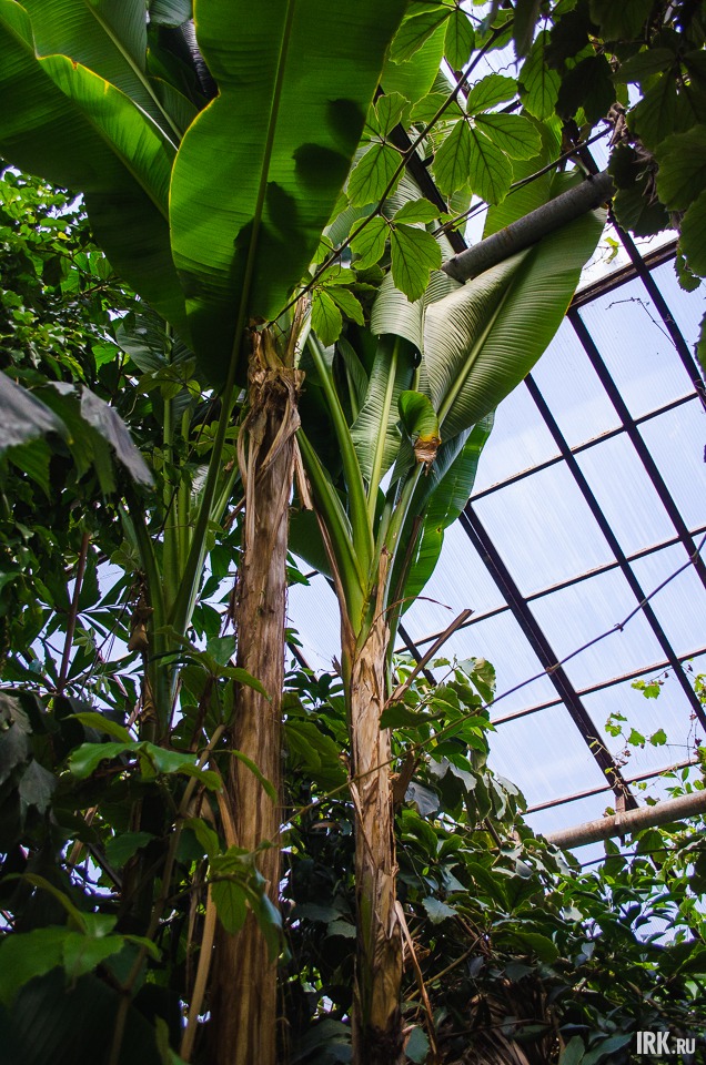 Банановые деревья. На самом деле привычные нам бананы из супермаркетов в природе не встречаются. Они созданы на основе нескольких видов рода и культивируются в тропических странах для экспорта.