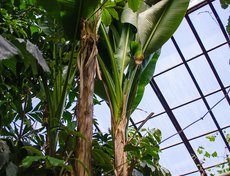 Банановые деревья. На самом деле привычные нам бананы из супермаркетов в природе не встречаются. Они созданы на основе нескольких видов рода и культивируются в тропических странах для экспорта.