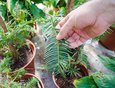 Головчатотис Харрингтона — интереснейшее растение. Его листья демонстрируют эволюцию — промежуточное состояние (еще не листья, но уже не хвоя).