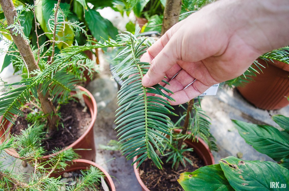 Головчатотис Харрингтона — интереснейшее растение. Его листья демонстрируют эволюцию — промежуточное состояние (еще не листья, но уже не хвоя).