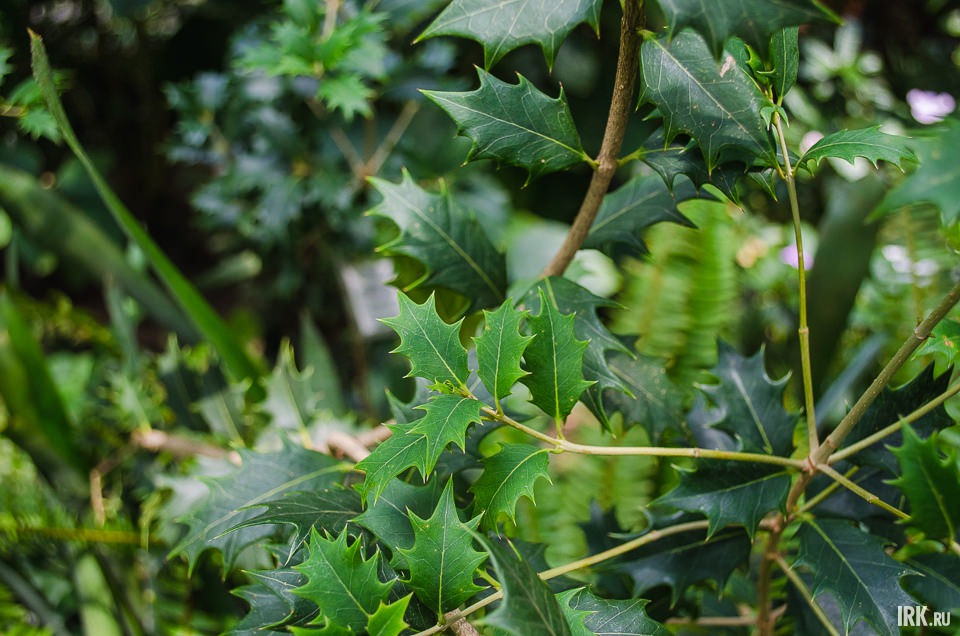 Падуб остролистный. Любимое растение Джона Рональда Роуэла Толкина. Именно через колючие заросли падуба пробирались хоббиты.