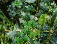 Падуб остролистный. Любимое растение Джона Рональда Роуэла Толкина. Именно через колючие заросли падуба пробирались хоббиты.