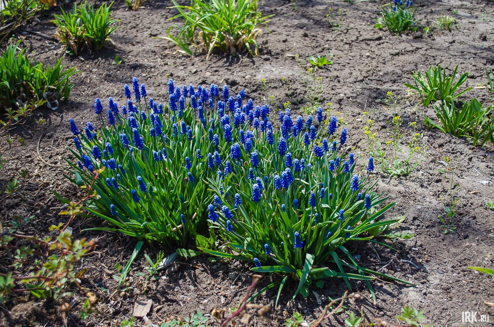 В открытом грунте растут сибирские тюльпаны.