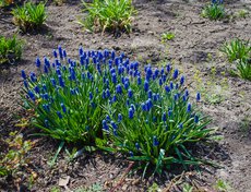 В открытом грунте растут сибирские тюльпаны.