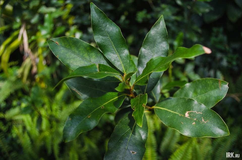 Лавровый лист. Да-да, тот самый.