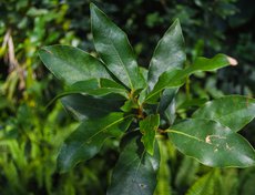 Лавровый лист. Да-да, тот самый.