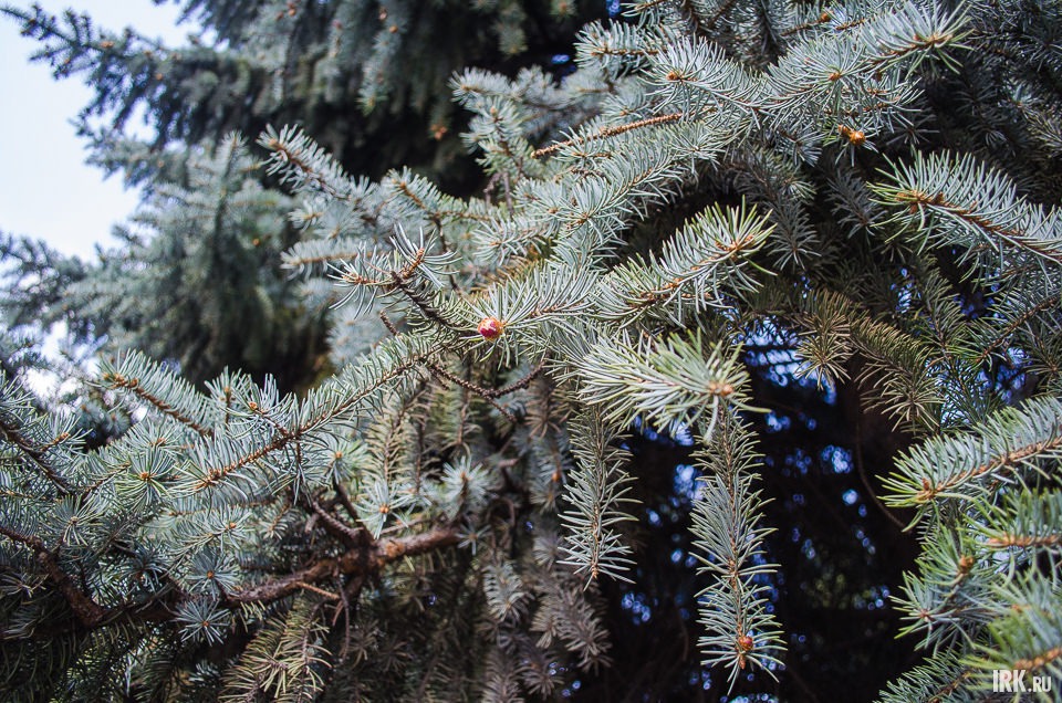 Ветви голубой ели. Цвет ей придает воск, которым покрыта зеленая хвоя.