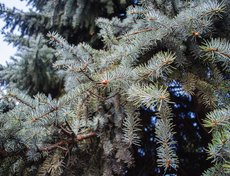 Ветви голубой ели. Цвет ей придает воск, которым покрыта зеленая хвоя.
