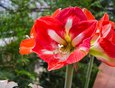 В теплице также можно встретить более привычные нам растения. На фото: гиппеаструм — комнатное растение, которое любят за его яркие и пышные цветы.