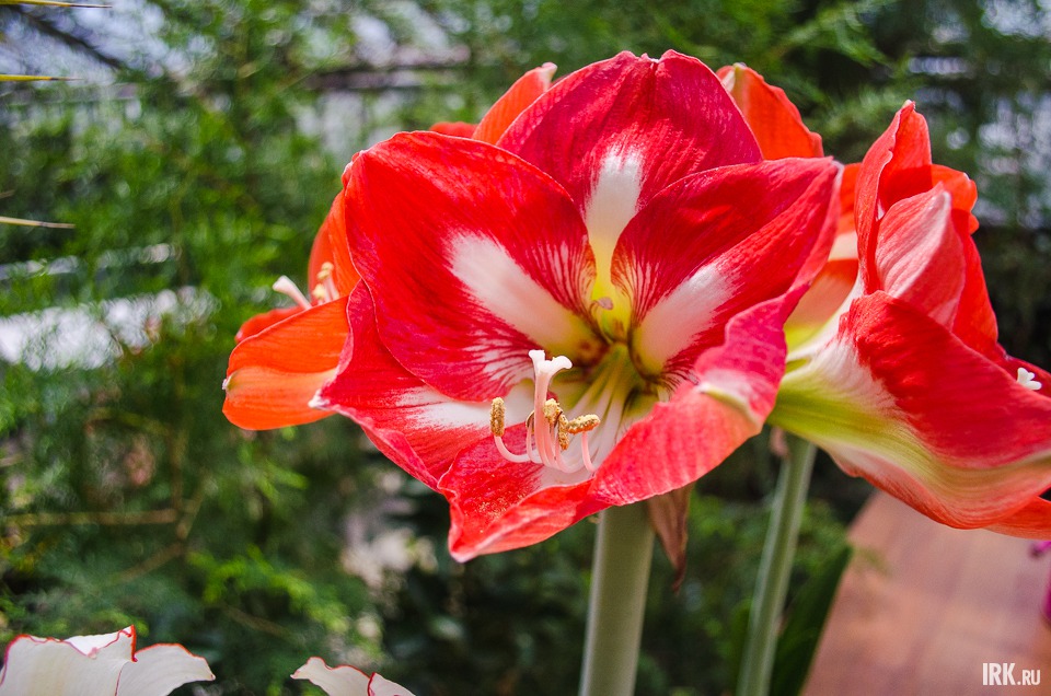 В теплице также можно встретить более привычные нам растения. На фото: гиппеаструм — комнатное растение, которое любят за его яркие и пышные цветы.