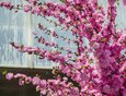 Посмотреть на цветущую сакуру можно до начала июня.