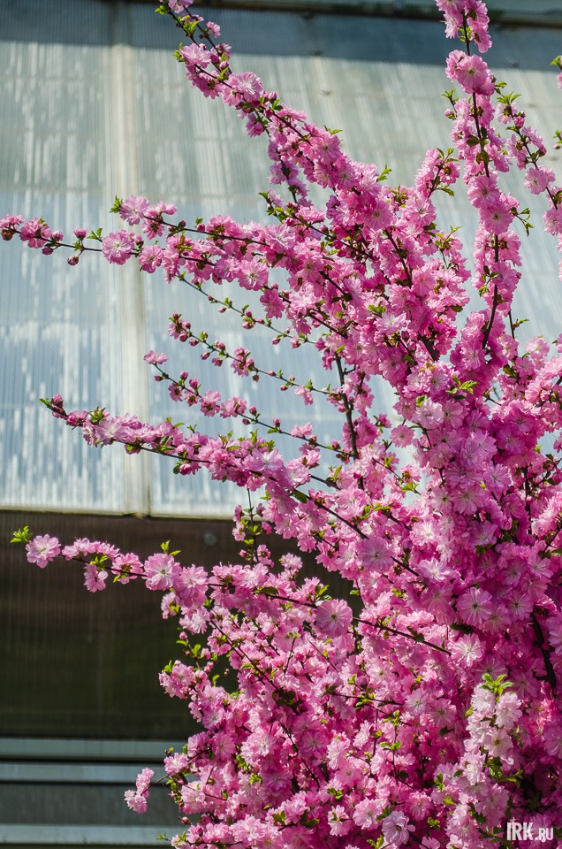 Посмотреть на цветущую сакуру можно до начала июня.
