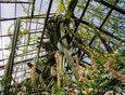 Заходим в оранжерею. Посреди нее растет канделябровый кактус. В природе он может достигать 15-метровой высоты.