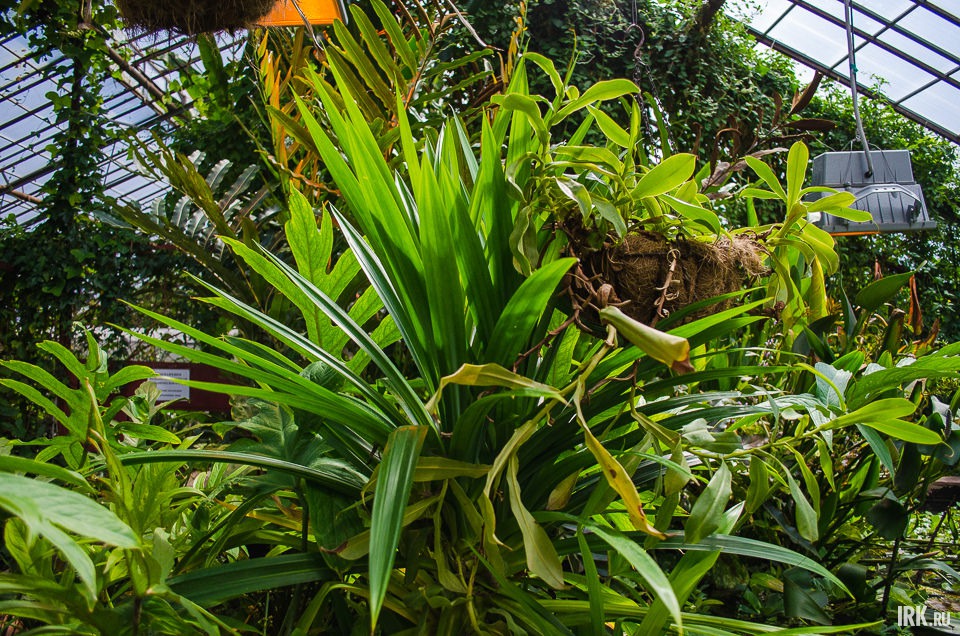 Знаменитая тропическая мухоловка. Если ее удобрять, то ловушки для мух отсохнут за ненадобностью.