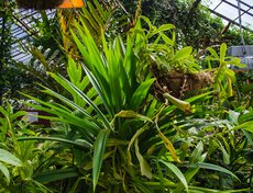 Знаменитая тропическая мухоловка. Если ее удобрять, то ловушки для мух отсохнут за ненадобностью.