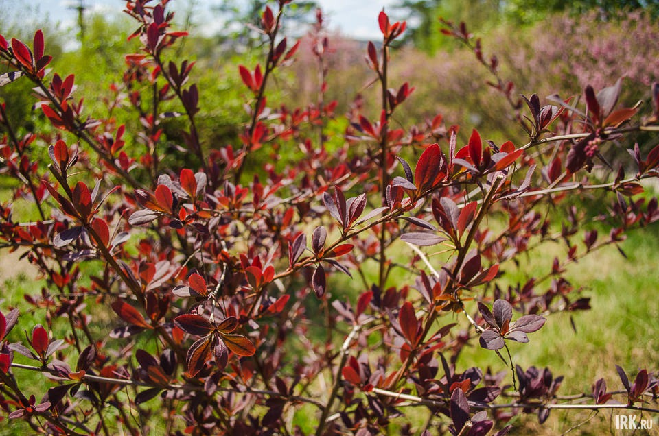 Барбарис. Ягоды можно будет увидеть уже в июле.