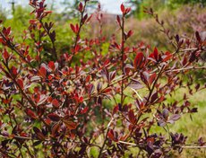 Барбарис. Ягоды можно будет увидеть уже в июле.