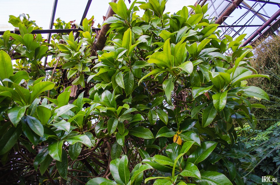 «В краю магнолий плещет море…», — помните эту песню? А вот так выглядит магнолия. Растение очень красиво цветет, правда, всего лишь раз в два года. В природе встречается на черноморском побережье Кавказа и в Крыму.