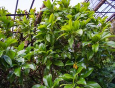 «В краю магнолий плещет море…», — помните эту песню? А вот так выглядит магнолия. Растение очень красиво цветет, правда, всего лишь раз в два года. В природе встречается на черноморском побережье Кавказа и в Крыму.