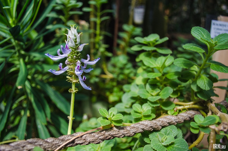 Это колеус собачий — растение со странным запахом, отпугивающим собак.