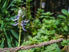 Это колеус собачий — растение со странным запахом, отпугивающим собак.