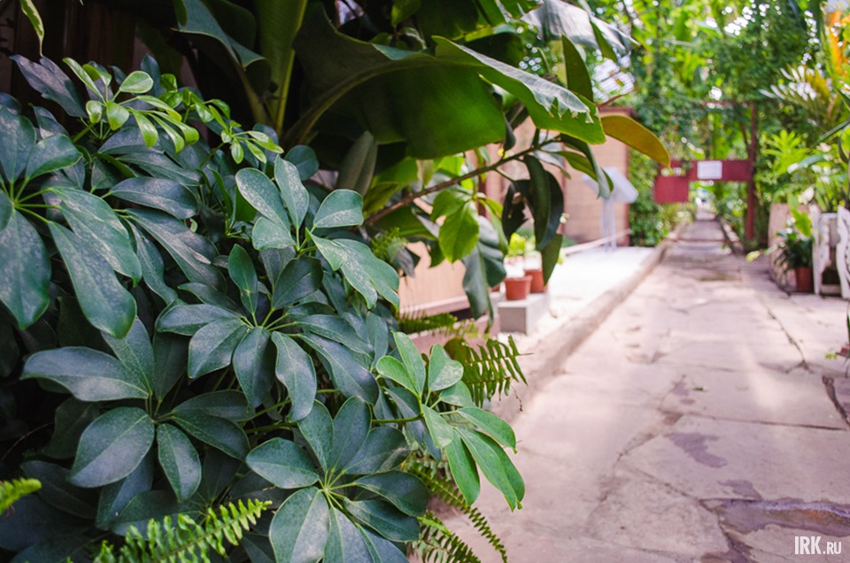 Такое комнатное растение, как шефлера, можно часто встретить в домах и офисах. Оно неприхотливое, но не любит сквозняки.