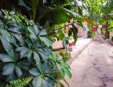 Такое комнатное растение, как шефлера, можно часто встретить в домах и офисах. Оно неприхотливое, но не любит сквозняки.