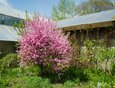 Уже который год в саду цветет сакура. Кустарник привезли еще в 1980-е годы с Дальнего Востока.