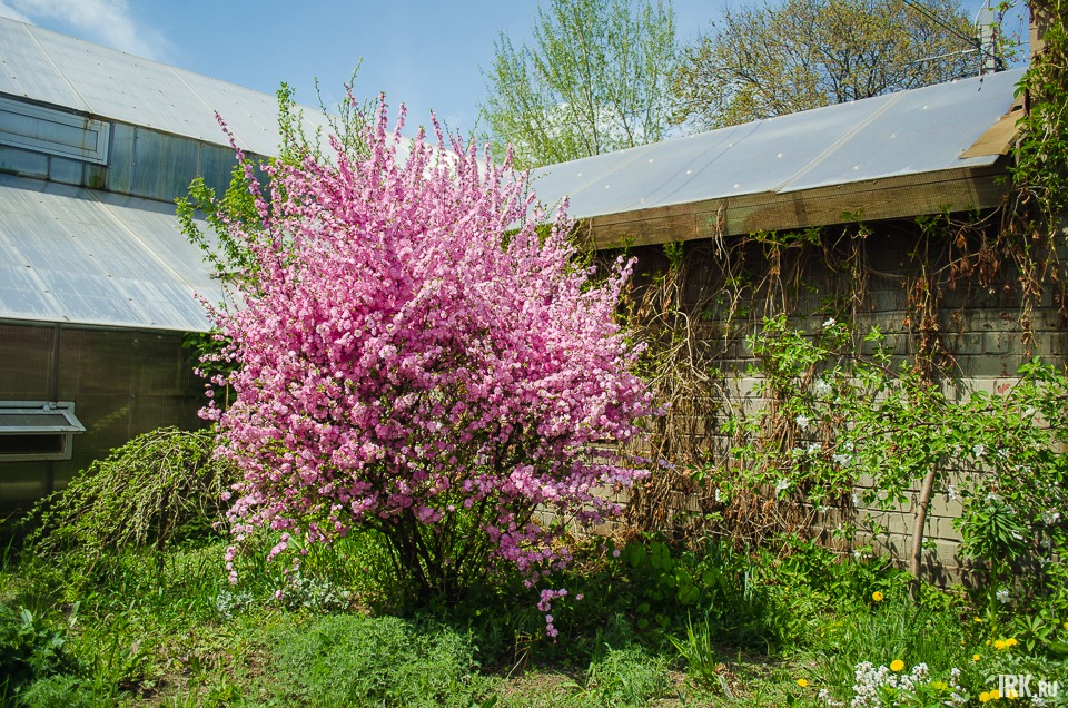 Уже который год в саду цветет сакура. Кустарник привезли еще в 1980-е годы с Дальнего Востока.