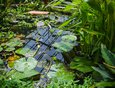 Кувшинка — одно из самых красивых растений водоема. Скандинавские легенды утверждают, что у каждой кувшинки есть свой друг — эльф.