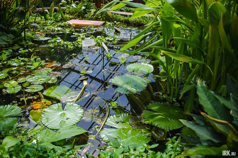 Кувшинка — одно из самых красивых растений водоема. Скандинавские легенды утверждают, что у каждой кувшинки есть свой друг — эльф.