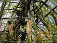 Сотрудники Ботанического сада говорят, что когда кактус дорос до потолка, то начал выбивать стекло. Пришлось перекрыть поликарбонатом.
