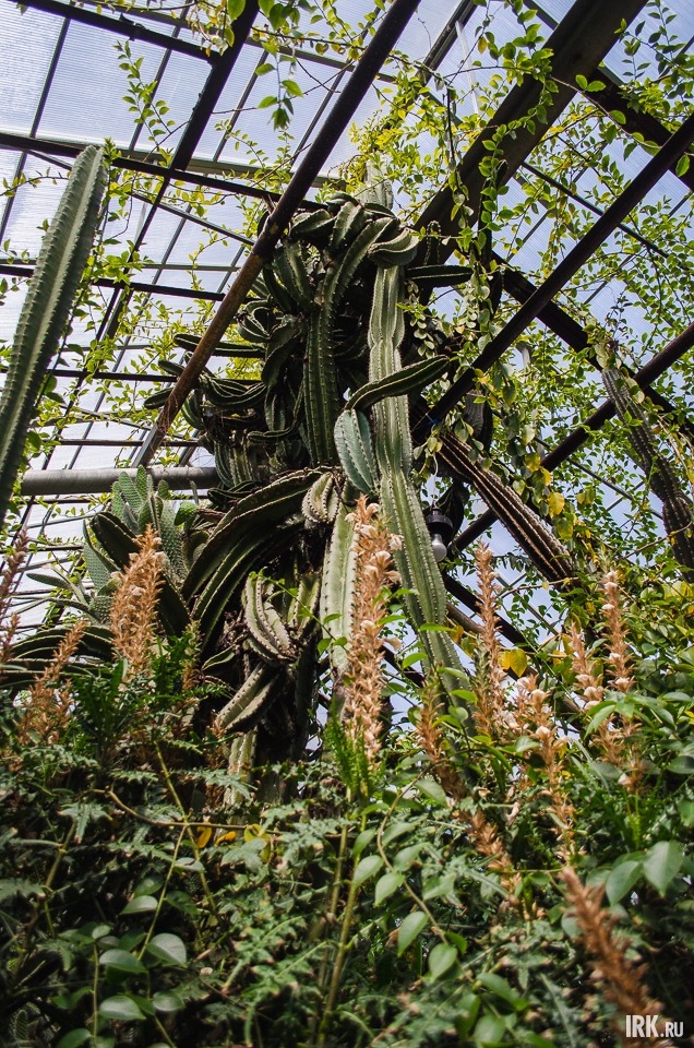 Сотрудники Ботанического сада говорят, что когда кактус дорос до потолка, то начал выбивать стекло. Пришлось перекрыть поликарбонатом.