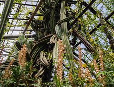 Сотрудники Ботанического сада говорят, что когда кактус дорос до потолка, то начал выбивать стекло. Пришлось перекрыть поликарбонатом.