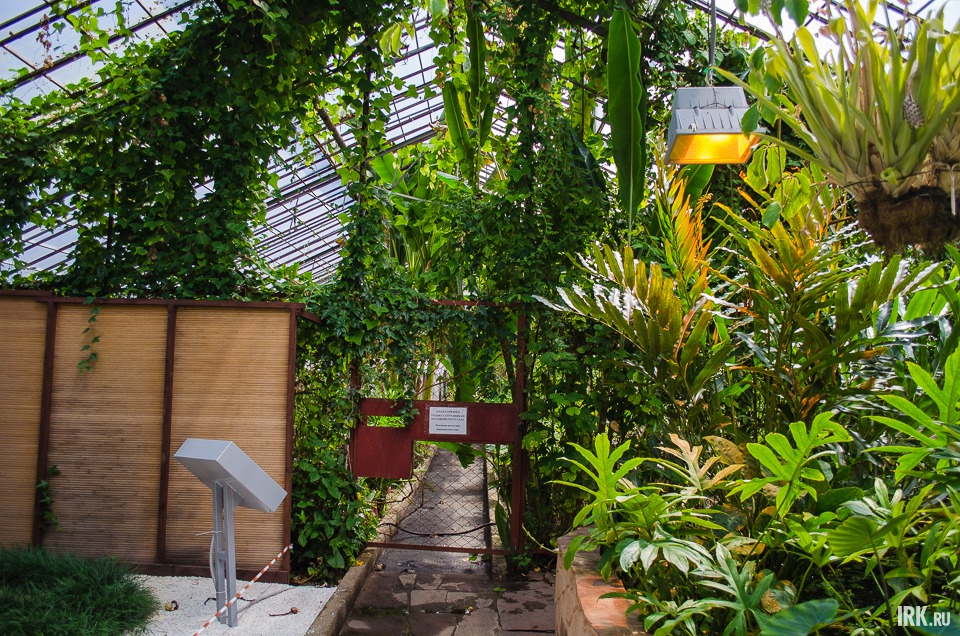Оранжерея Ботанического сада поделена на две части. Первая открыта для посетителей, во вторую попасть нельзя: в ней растут культуры для размножения и находящиеся на карантине.