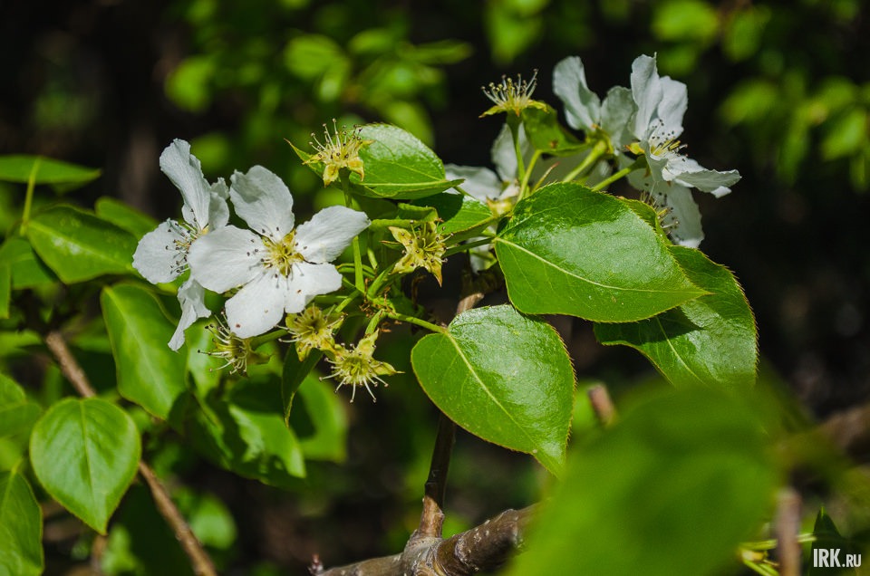 Цветы маньчжурского абрикоса.