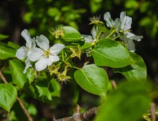 Цветы маньчжурского абрикоса.