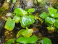 В небольшом тепличном пруду растет водяной гиацинт. Это растение называют водяной чумой — оно развивается очень быстро. Гиацинт используют для очищения водоемов, в том числе от радиации.