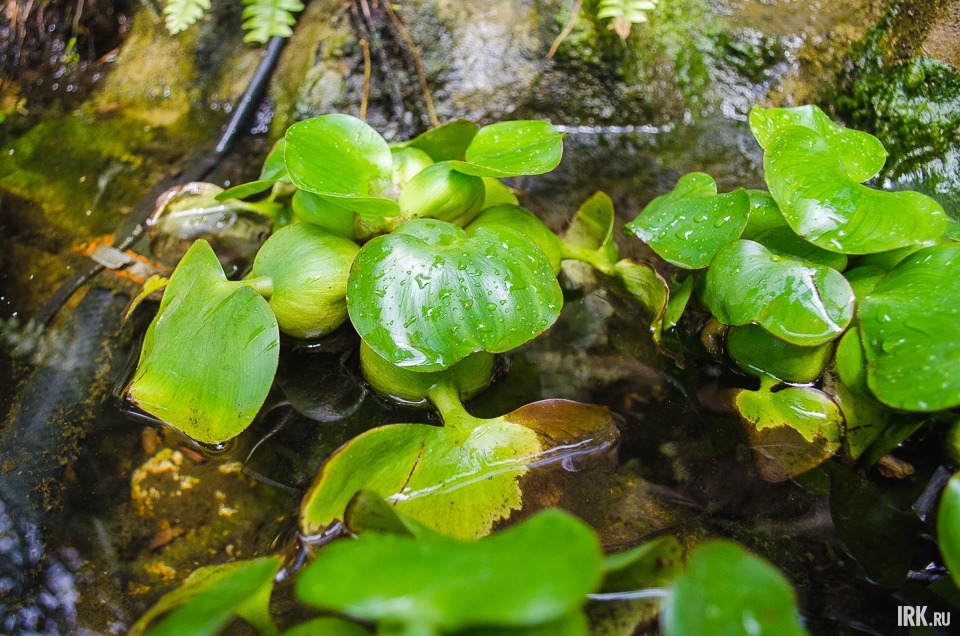 В небольшом тепличном пруду растет водяной гиацинт. Это растение называют водяной чумой — оно развивается очень быстро. Гиацинт используют для очищения водоемов, в том числе от радиации.