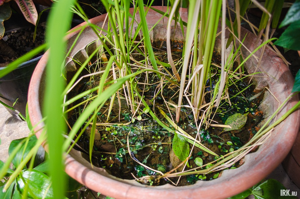 Так растет рис.