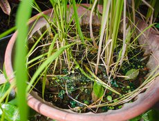 Так растет рис.