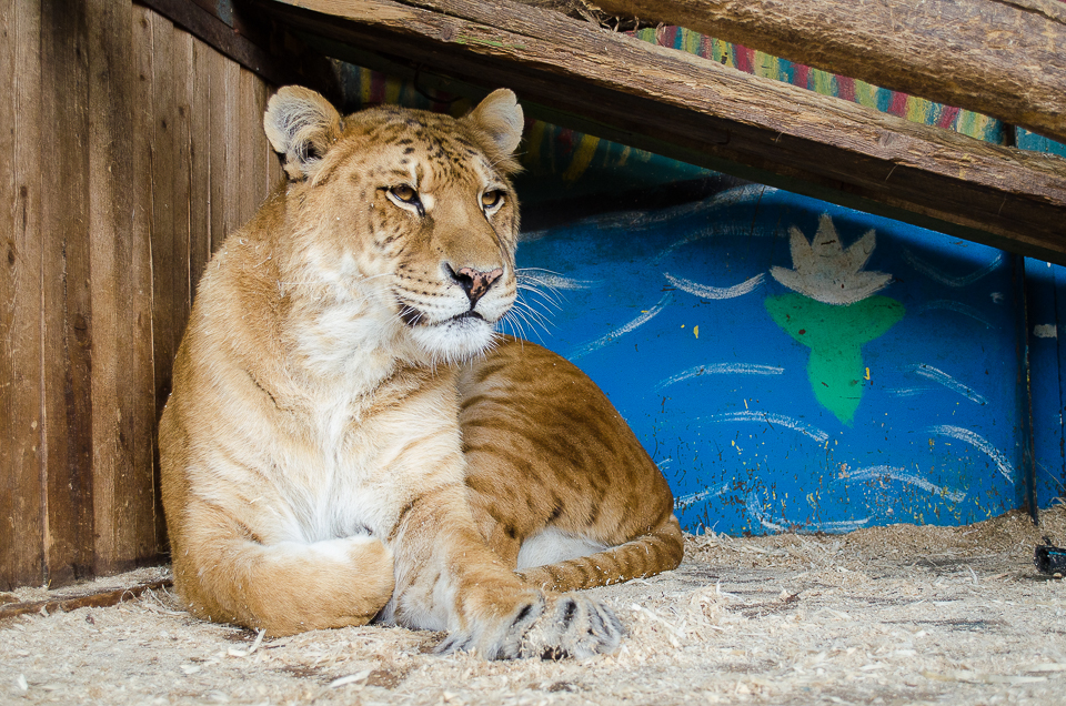 Лигрица Алена.
