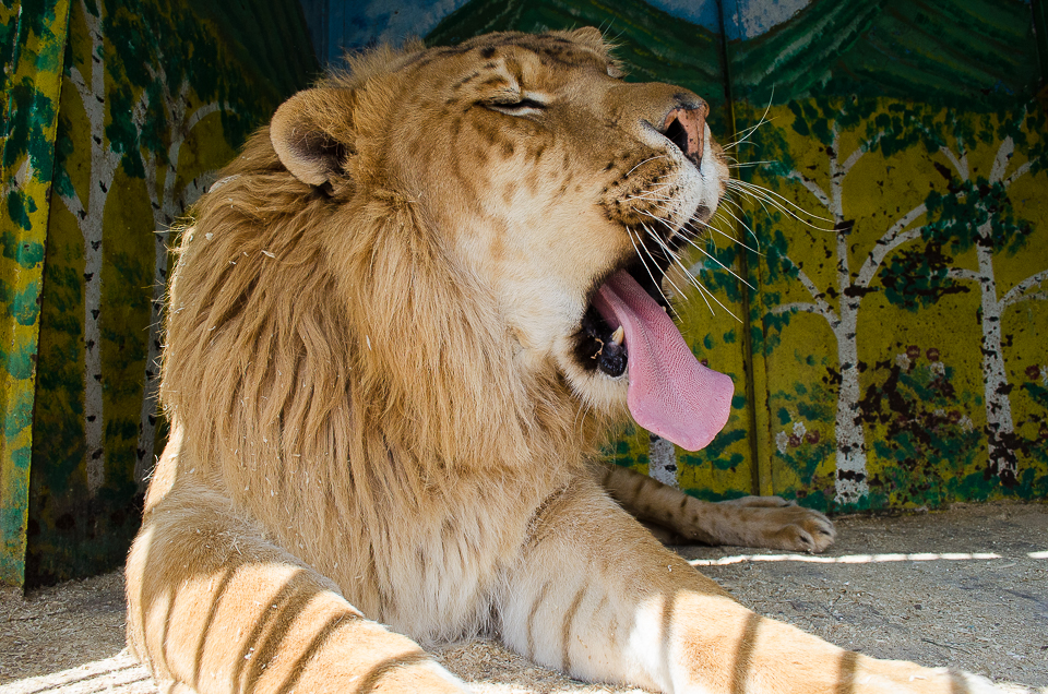 Лигр Кузя. Родился от льва и тигрицы.